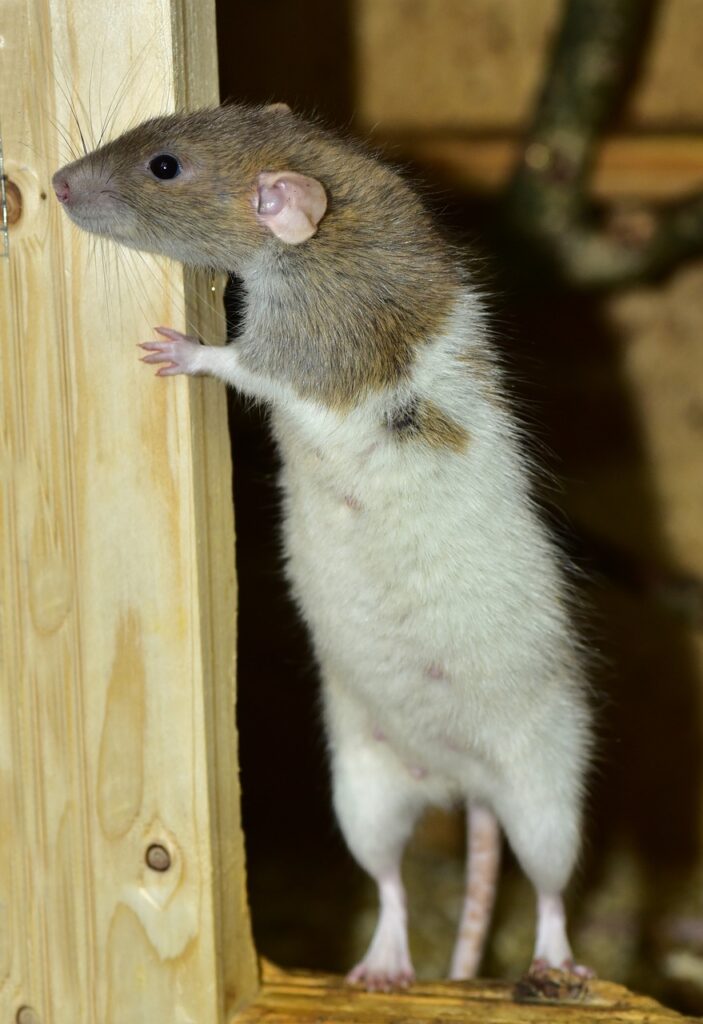 rat, standing, rodent-1191749.jpg