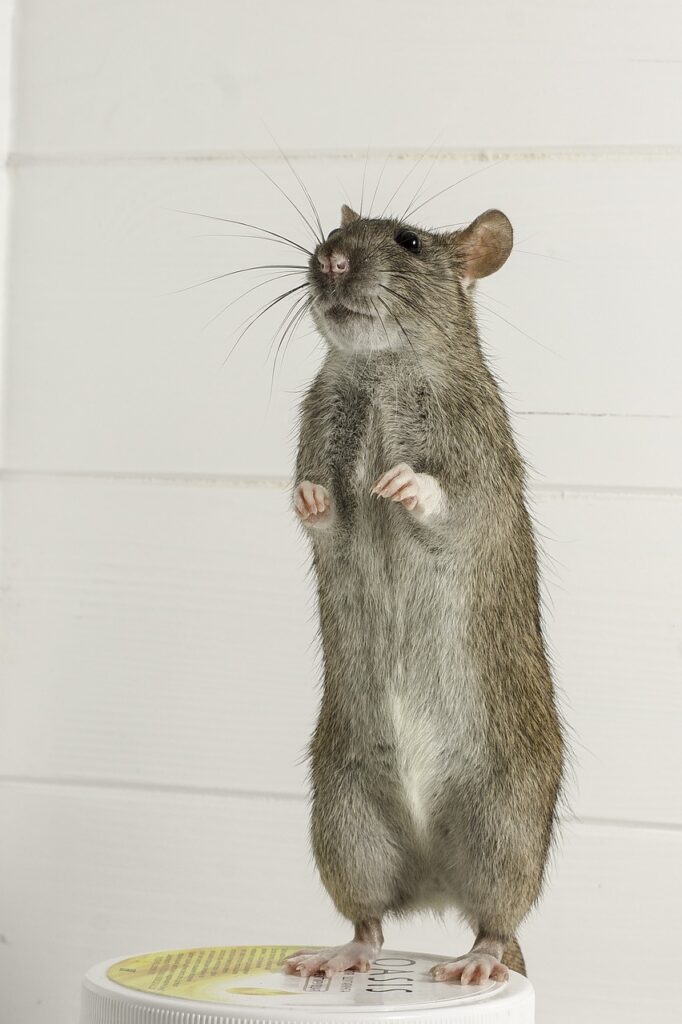 rodent, mammals, rat-3095272.jpg